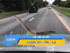 Video: Hoảng hồn phát hiện con trăn bò trên nắp capo