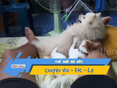 Chú chó sung sướng khi được mèo massage