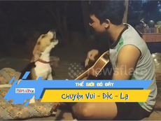 Video: Thích thú với chú chó 'hát' khi chủ đệm đàn