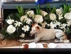 Video: Cảm động chú chó ngày ngày đợi bạn đã qua đời