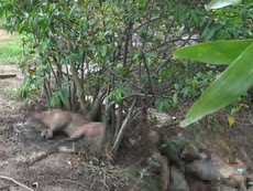 Video: Kinh hoàng heo chết, thối rữa vứt trong rừng tràm