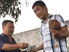Video: Từ đá gà qua mạng đến sới gà thật ở Hóc Môn