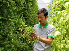 Trồng rau khí canh thu cả tấn rau sạch mỗi tháng ở Sài Gòn