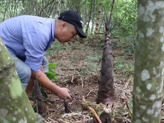 Dân Đồng Nai thu trăm triệu nhờ trồng tre lấy măng