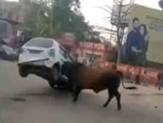 Bò tót phá banh ô tô sau khi bị chọc ghẹo