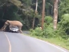 Voi điên cuồng đè bẹp ô tô, du khách hoảng sợ