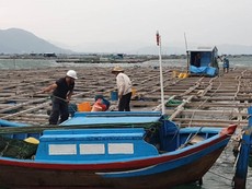 Video: Cưỡng chế người trên bè vào bờ tránh bão số 6 ở Phú Yên
