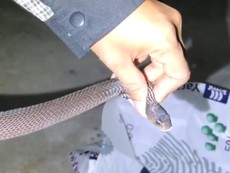 Bé 10 tuổi hú hồn phát hiện rắn hổ mang trong giày đá bóng