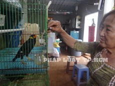 Chim nhồng biết đọc thơ