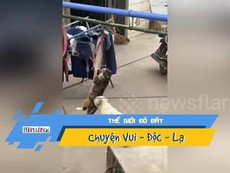 Video: Đang trộm cá, mèo bị chó phá đám