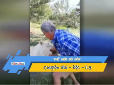 Video: Bị sư tử cắn nát tay vì vượt rào vào ghẹo thú