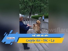Chó leo cầu thang bằng hai chân như người