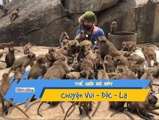 Video: Hàng chục con khỉ vây quanh người đàn ông để xin ăn