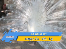 Video: Bạn đã bao giờ thấy công 'bạch tạng' xòe đuôi?