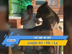 Video: Lạ lùng gấu đen ngồi ăn sữa chua ngon lành