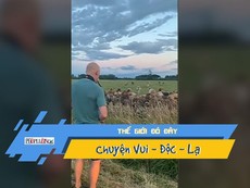 Video: Kỳ lạ bò ùn ùn kéo đến nghe thổi kèn