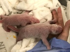 Hai chú gấu trúc hồng vừa ra đời ở Đức