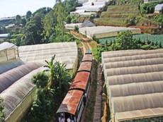 Tuyến xe lửa cổ đưa khách khám phá Đà Lạt