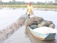 Mùa đặt lú bắt cá đồng ở miền Tây