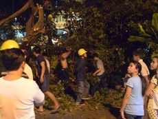 Video: Cây bồ đề đổ sập, 3 anh em thoát chết