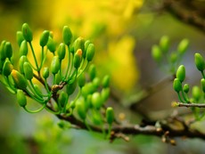 Mẹo hay- Dễ làm: Bí quyết chọn mai đẹp, nở đúng tết