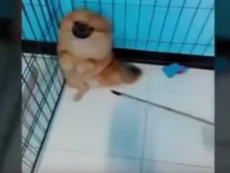 Clip chú chó sợ gián ngộ nghĩnh