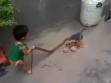 Rùng mình xem em bé tay không bắt rắn to