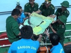 Video: Bộ đội biên phòng và Thảo Cầm Viên thả rùa quý về biển