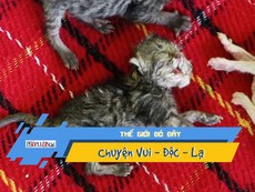 Kỳ lạ mèo hai đầu vẫn sống bình thường