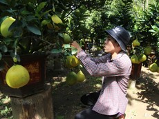 Đặc sản bưởi Diễn 60 triệu đồng/cây đổ bộ Sài Gòn 'ăn' tết sớm