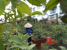 Nghệ nhân bật mí bí kíp cho mai nở đúng dịp tết