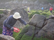 Hái 'mứt' biển, kiếm tiền triệu mỗi ngày ở làng chài Nam Ô
