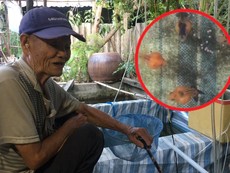 Cụ ông có 70 năm đam mê cá kiểng