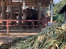 Voi có thể bị chết đói do du lịch giảm vì COVID-19