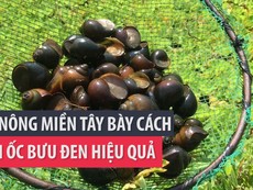 Lão nông miền Tây bày cách nuôi ốc bươu đen hiệu quả