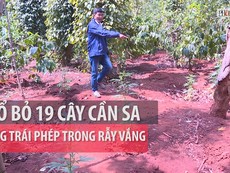 Phát hiện người dân trồng cây cần sa trái phép trong rẫy vắng