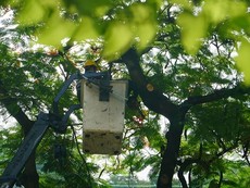 Trường Bạch Đằng đốn bỏ cây phượng còn lại sau sự cố