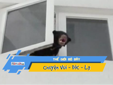 Video: Ca sĩ Malaysia bị bắt vì tưởng nhầm gấu là chó