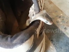 Hoảng hồn phát hiện rắn hổ mang trong chiếc giày