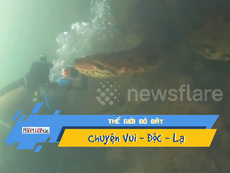 Video: Chạm trán trăn Anaconda khổng lồ dưới đáy sông