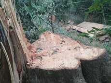 Kiểm lâm nói vụ phá rừng đặc dụng Nam Kar là 'nghiêm trọng'