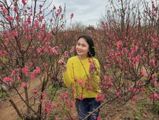 Làng đào Nhật Tân nhộn nhịp ngày cận tết