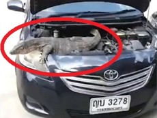 Chết điếng thấy thằn lằn mập ú, dài mét rưỡi trong động cơ xe