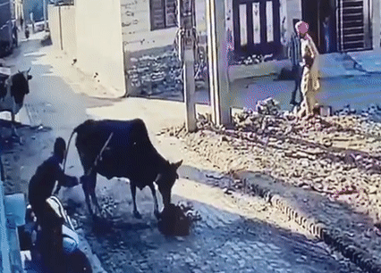 Bò tấn công cậu bé