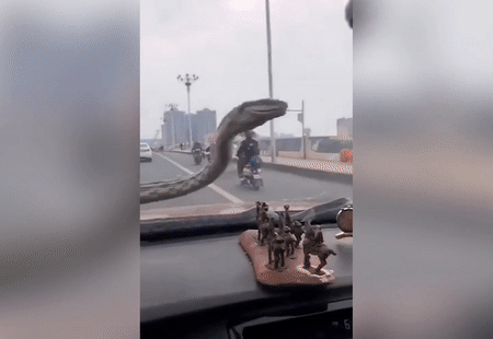Ớn lạnh thấy rắn chui từ nắp capo