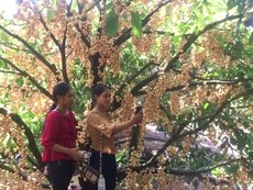 Video: Mùa dâu về ở miền Tây