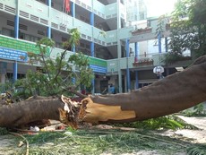 Hiện trường vụ cây phượng bật gốc khiến 1 học sinh tử vong