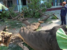 Phụ huynh nói về vụ cây phượng bật gốc đè học sinh