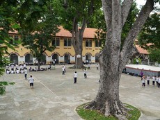 Các trường ở TP.HCM gấp rút rà soát cây xanh sau vụ cây đổ