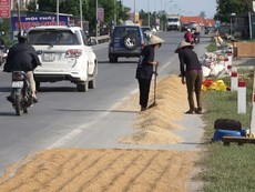 Người Quảng Bình đau xót nhìn hạt thóc nảy mầm